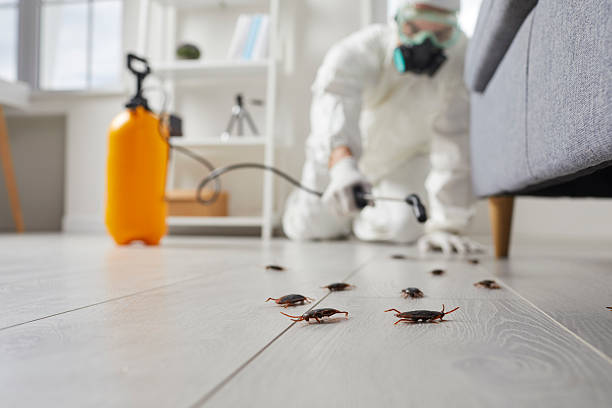 Post-Treatment Bed Bug Interceptor Monitoring in Garland